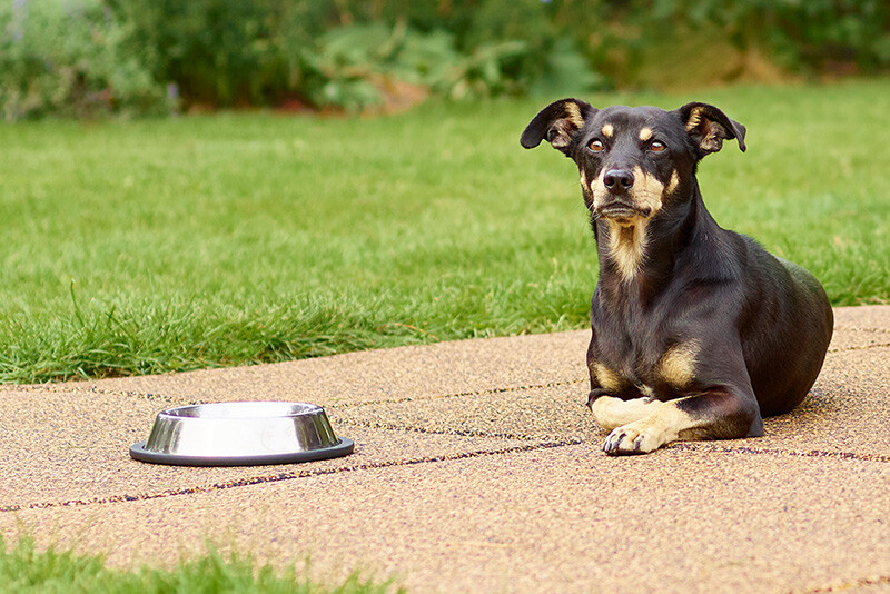 Ein schwarzer Hund liegt auf braunen Warco-Hundeplatten vor einem Napf mit Wasser.