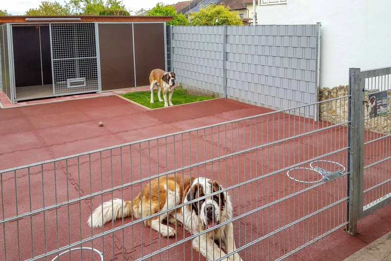 Ein geräumiger, wettersicherer Zwinger für Bernhardiner Hunde wird ergänzt durch einen großzügigen, mit elastischen Bodenplatten aus Gummigranulat ausgelegten Auslauf. Eine saubere und der Natur der Hunde gerechte Haltung.