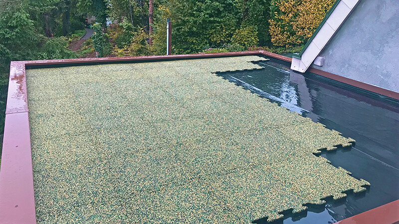 Graugrüne Platten werden auf einem Flachdach verlegt. Noch ist die Arbeit nicht fertig. Der Untergrund ist nass und der Blick fällt auf angrenzende Laubbäume.
